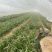 泗水红根韭菜大量上市