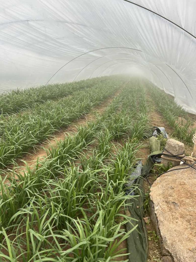 泗水红根韭菜大量上市