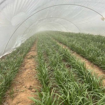 泗水红根韭菜大量上市