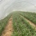 泗水红根韭菜大量上市