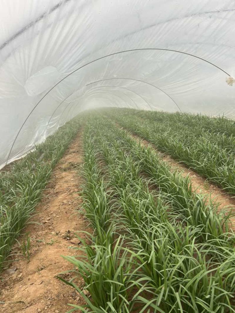泗水红根韭菜大量上市