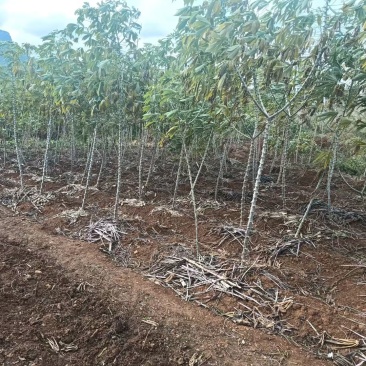 广西黄心面包木薯，白心面包木薯，木薯基地，自己自己种的木