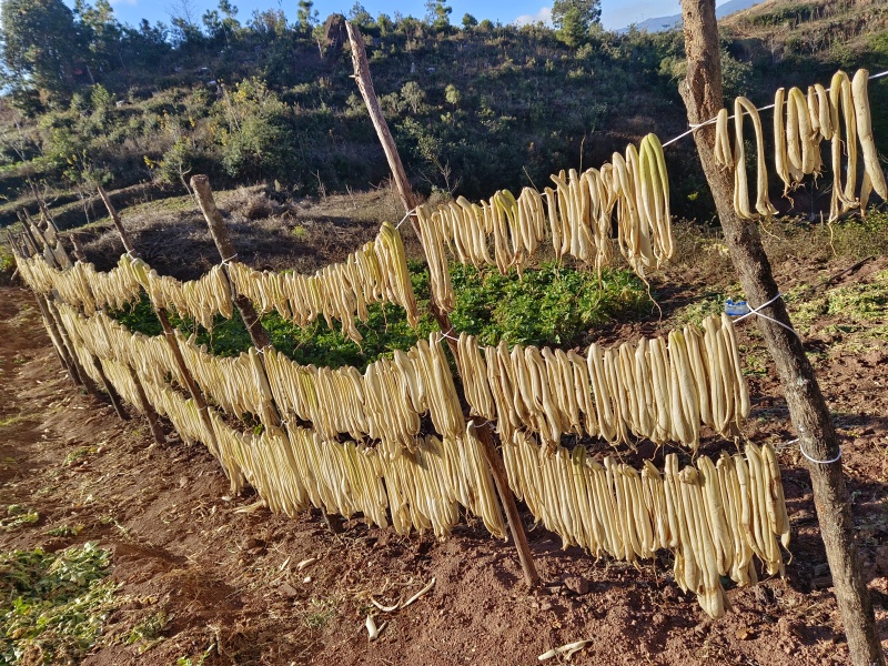 云南高山萝卜干脆甜爽口。做麻辣萝卜必备品。