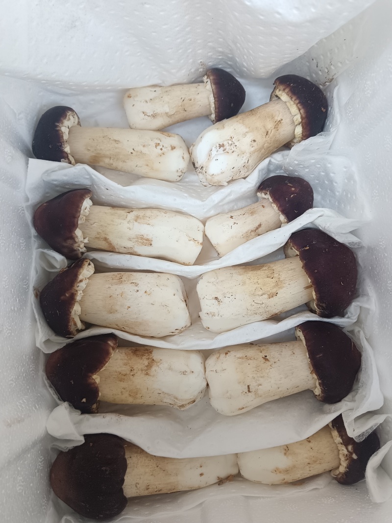 红松茸