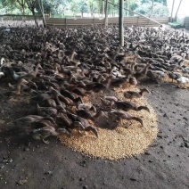 绿头鸭蛋