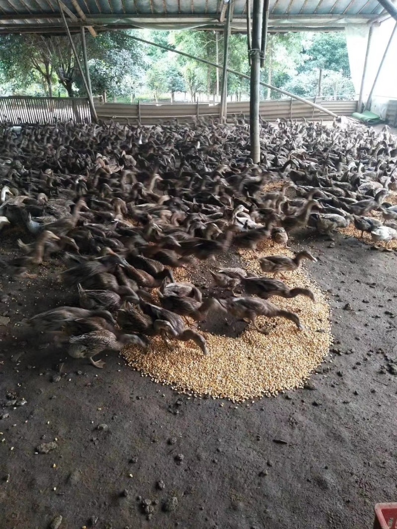 绿头鸭蛋