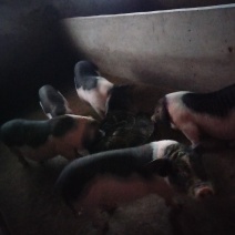 陆川猪