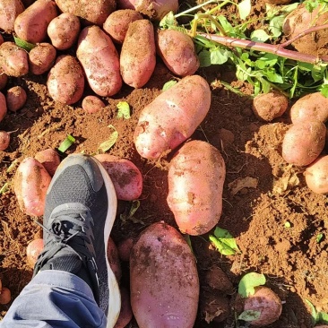 高山红皮土豆，合作88批发，销售。欢迎各位老板来实地考察