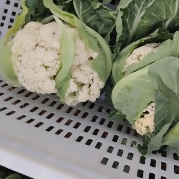 自种花菜