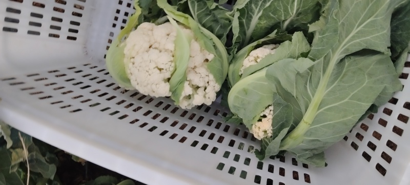 自种花菜
