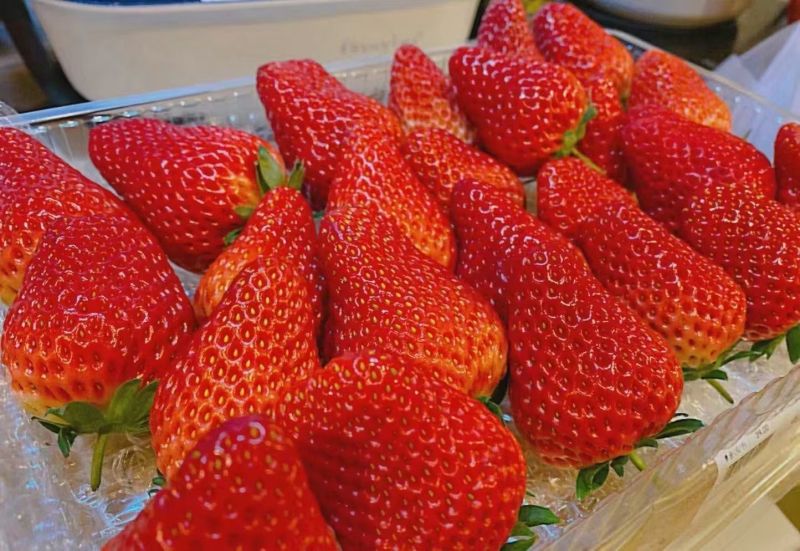 刘家峡草莓