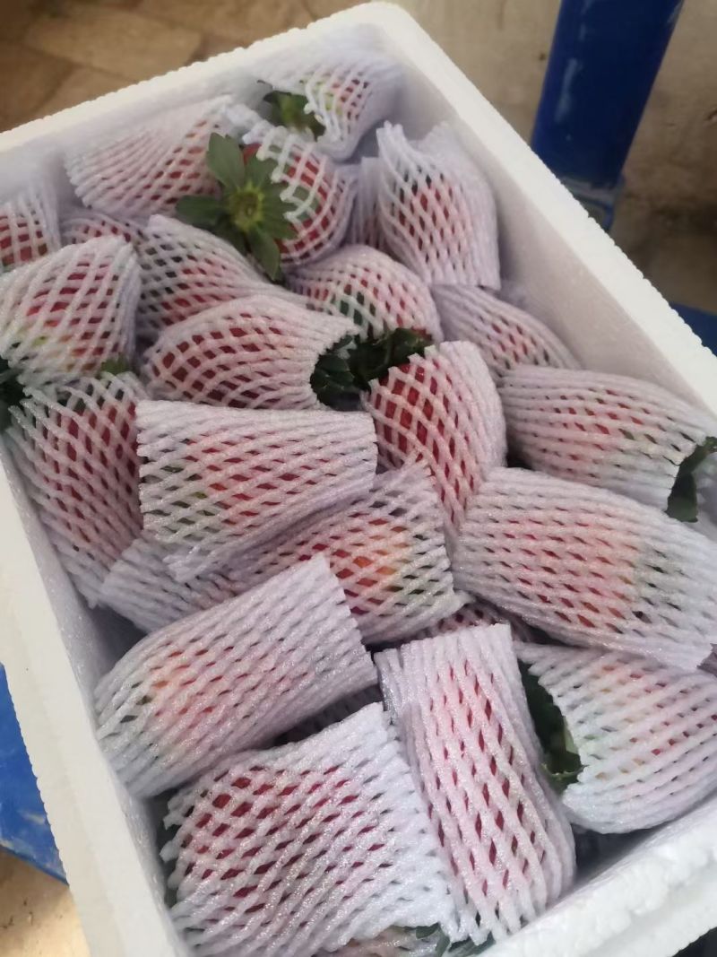 刘家峡草莓