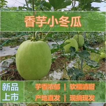 南宁武鸣香芋小冬瓜