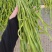 贡菜干