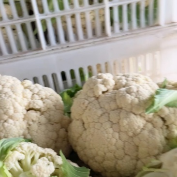 大棚有机花