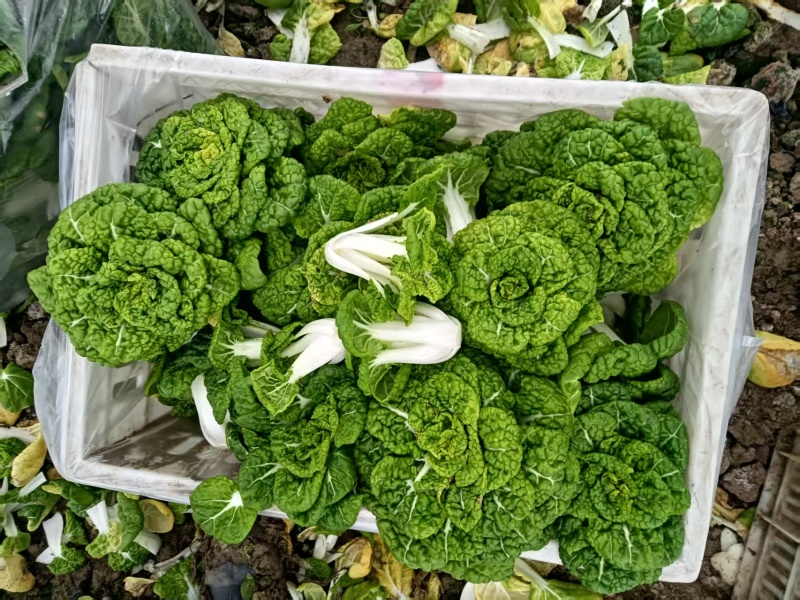 黄心菜