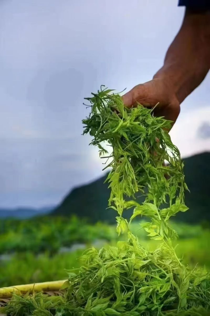 湖北藤茶