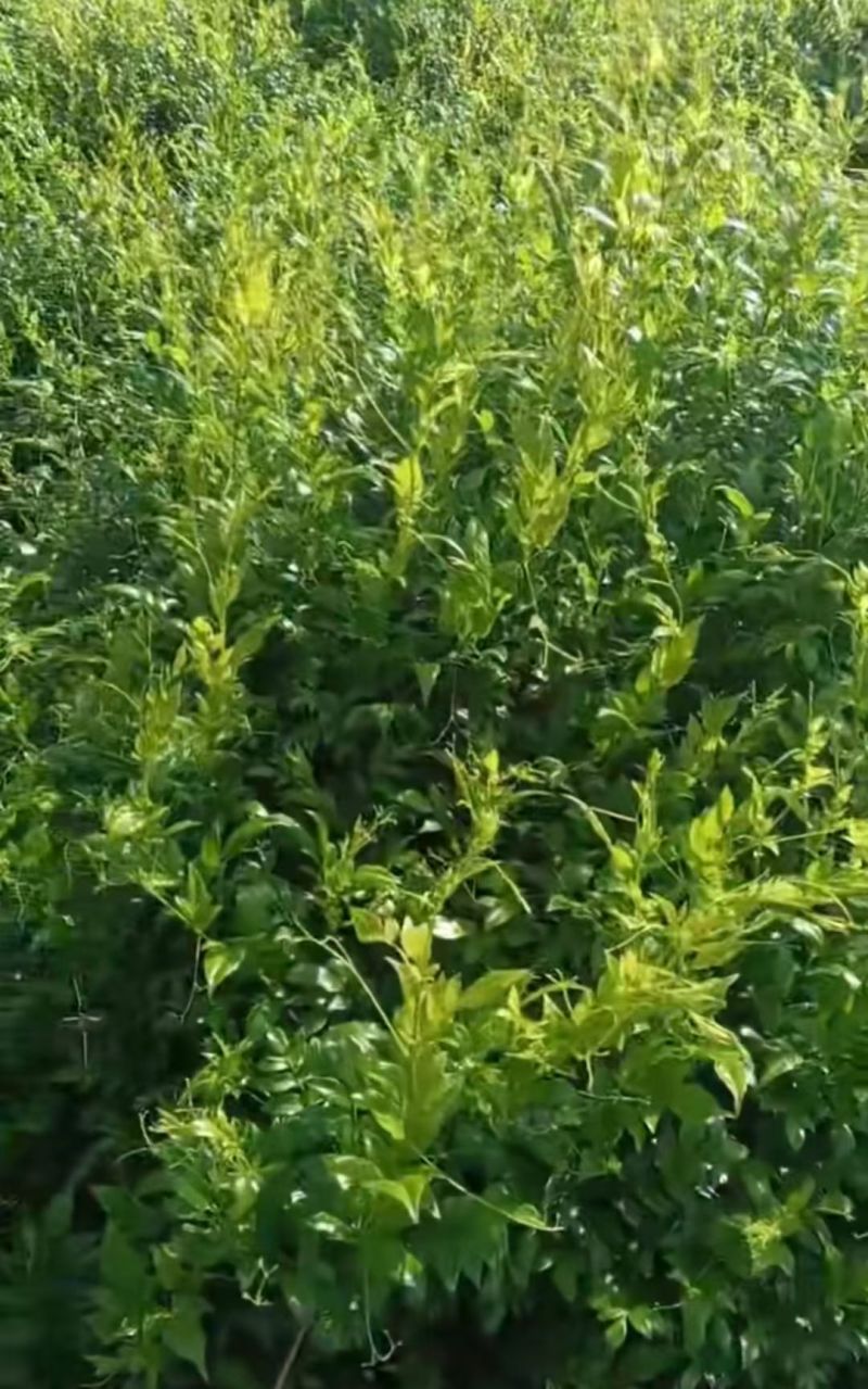 湖北藤茶