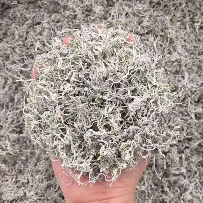 湖北藤茶