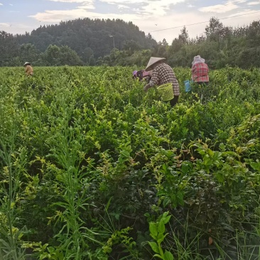 湖北藤茶