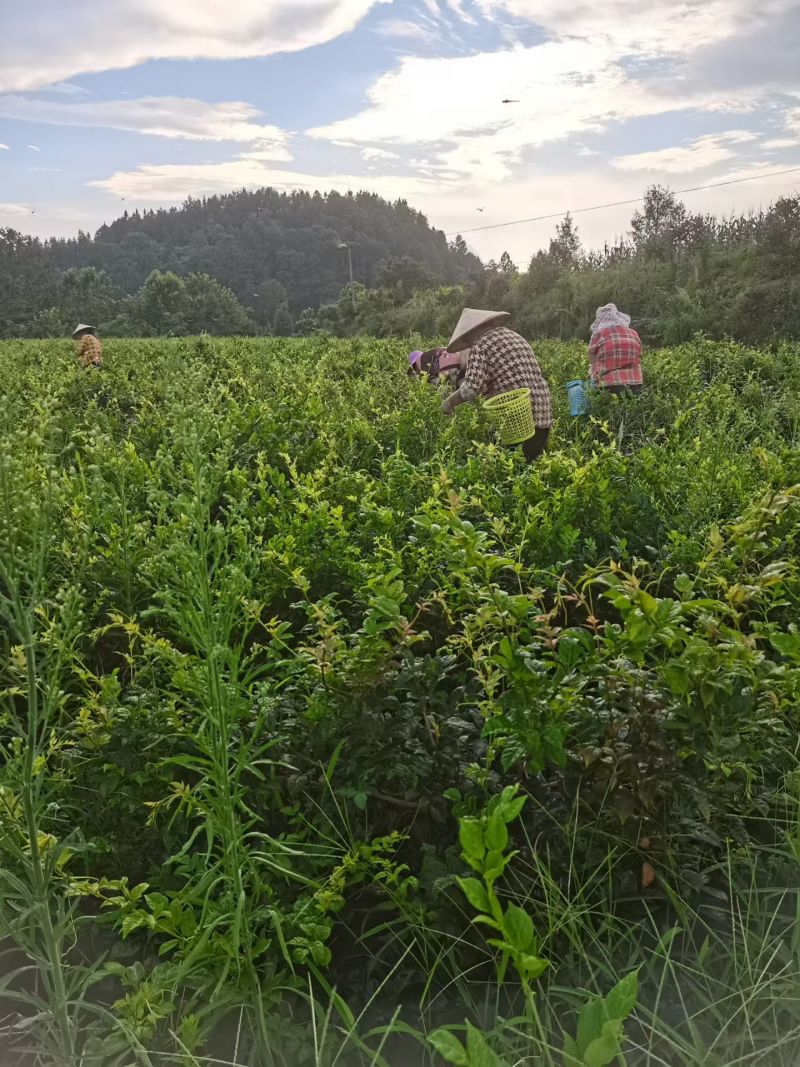 湖北藤茶