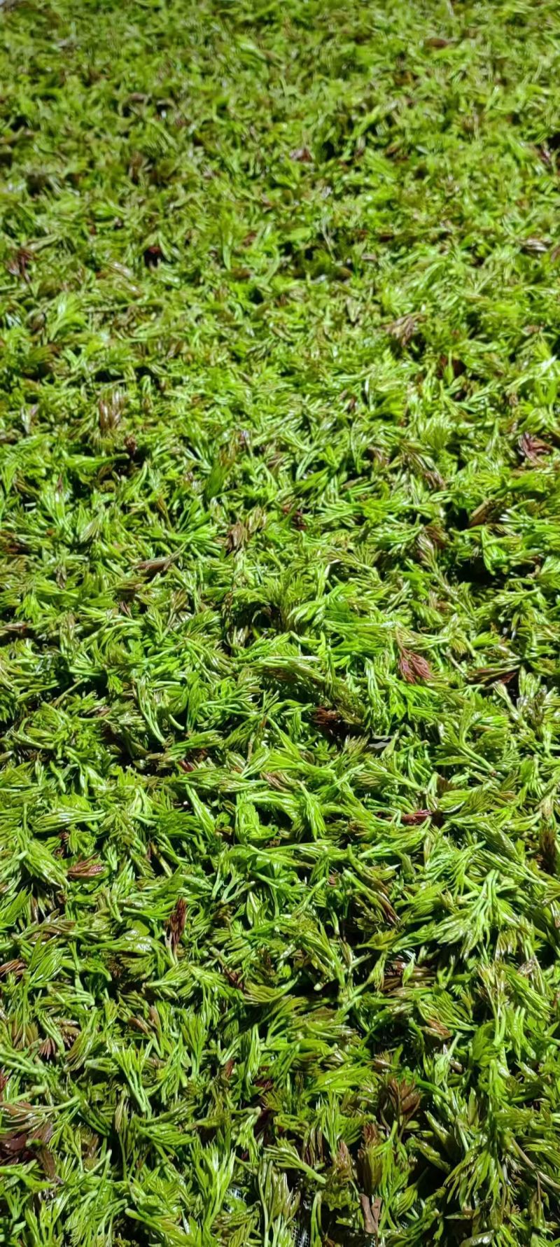 湖北藤茶