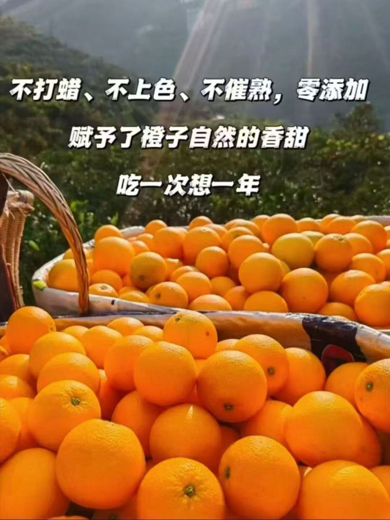 味道很好的橙子，日照充足。