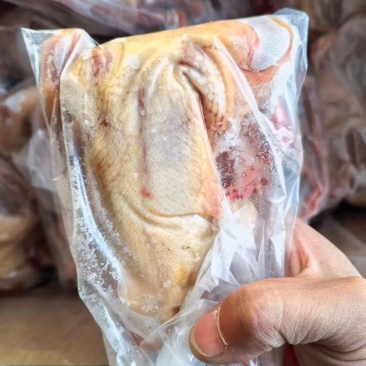 7两原粮乳鸽，9000只