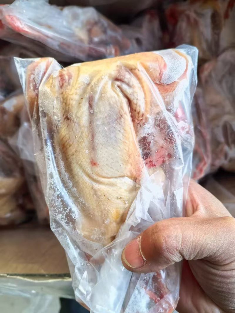 7两原粮乳鸽，9000只