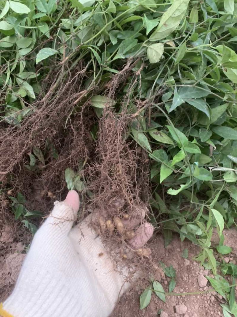 浙江小叶紫藤三叶青苗一代驯化苗基地直销