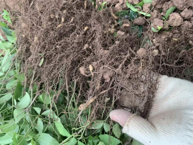 浙江小叶紫藤三叶青苗一代驯化苗基地直销