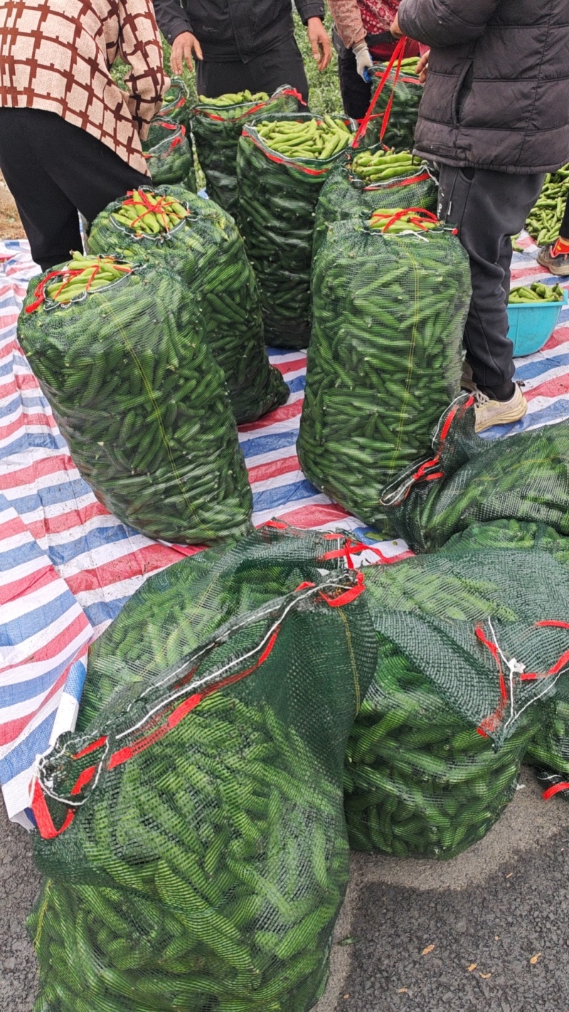 蚕豆