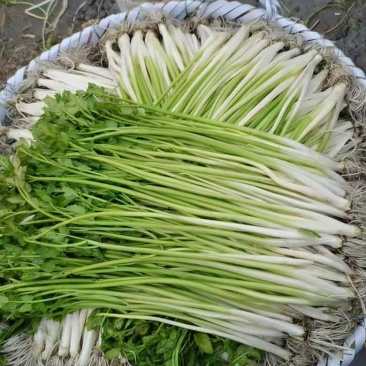 安徽水芹菜