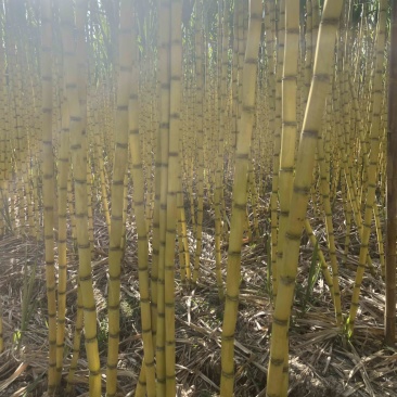 云南黄金水果甘蔗大量有货皮毛很好对人与人老板速来