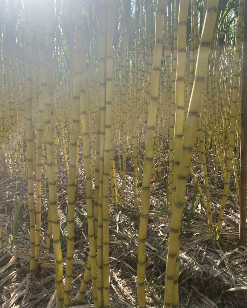 云南黄金水果甘蔗大量有货皮毛很好对人与人老板速来