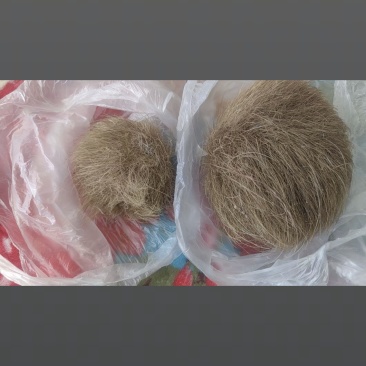 猪宝