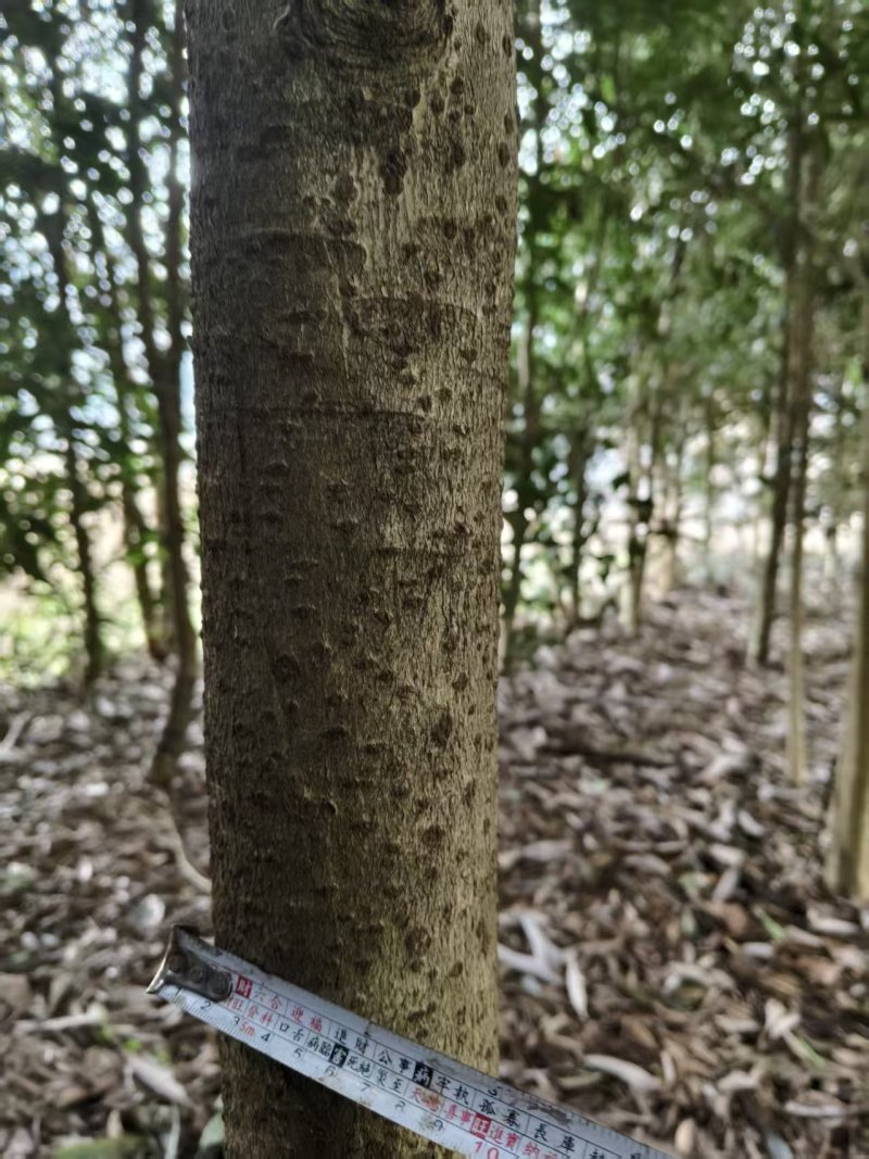 八月桂树