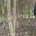 八月桂树
