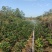 夏日七星四季茶花