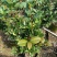 夏日七星四季茶花