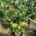 夏日七星四季茶花