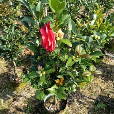 夏日七星四季茶花