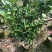 夏日七星四季茶花