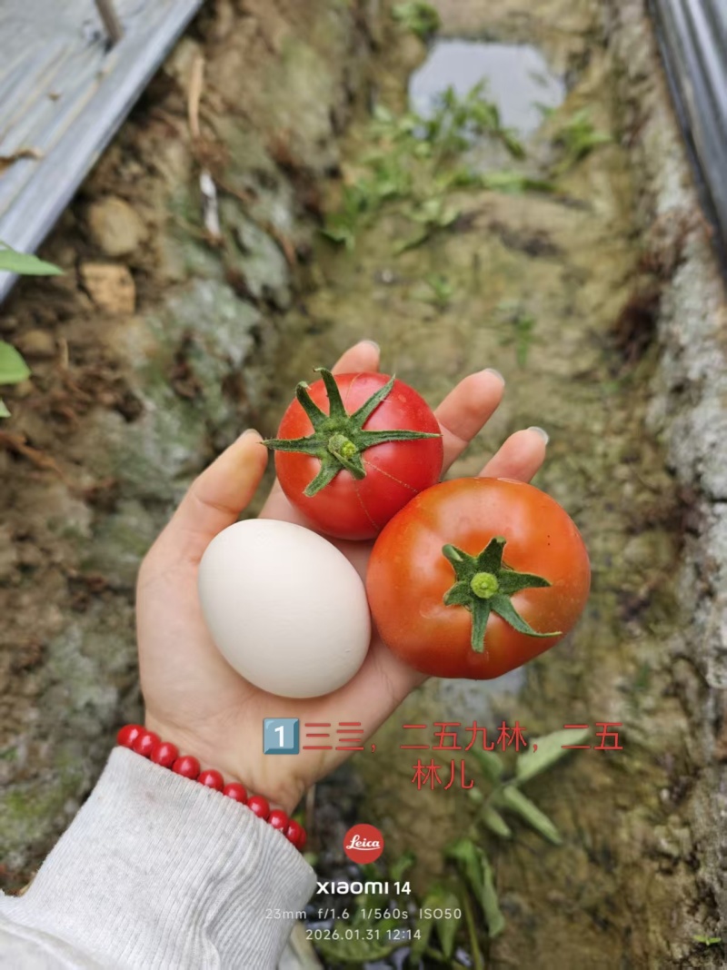 四个品种的圣女果，25斤一箱。