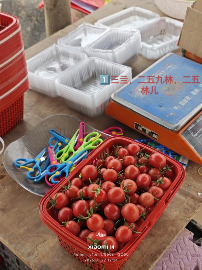 四个品种的圣女果，25斤一箱。