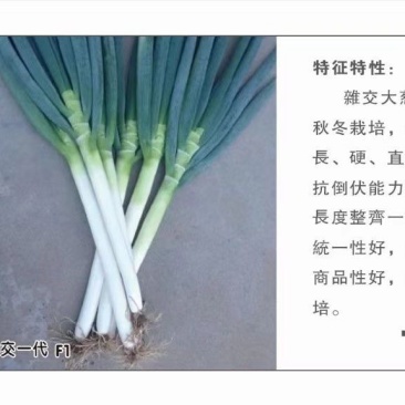 杂交钢葱BR-2