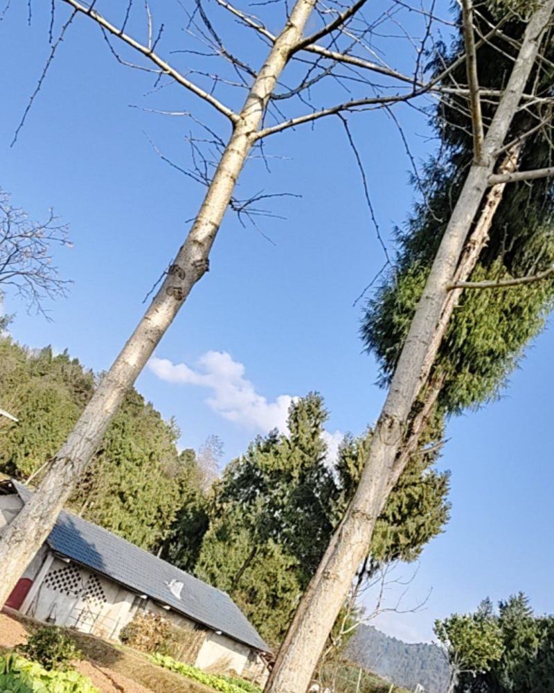 白果树