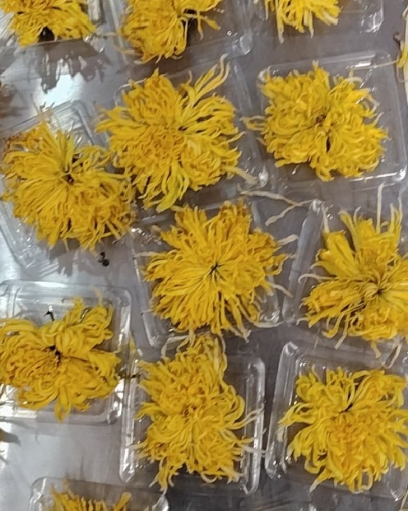 精选大朵金丝皇菊独立包装一朵一杯优质菊花茶