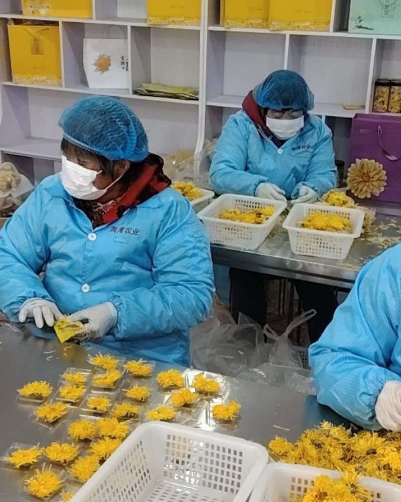 精选大朵金丝皇菊独立包装一朵一杯优质菊花茶