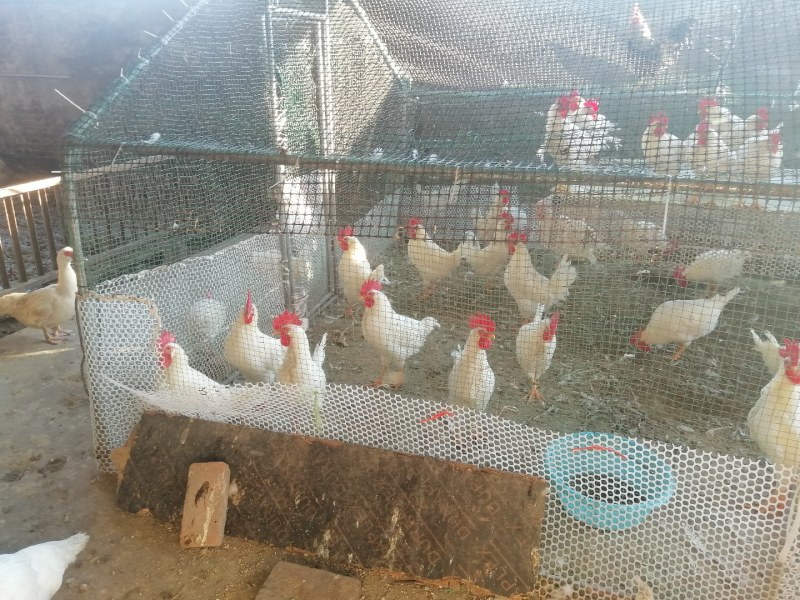 家养白公鸡
